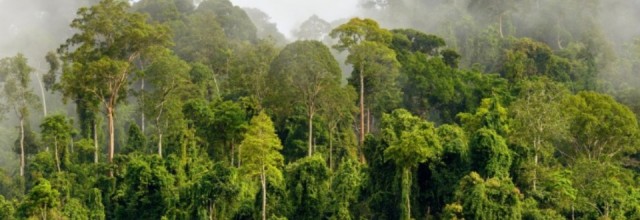 Дарьенские джунгли